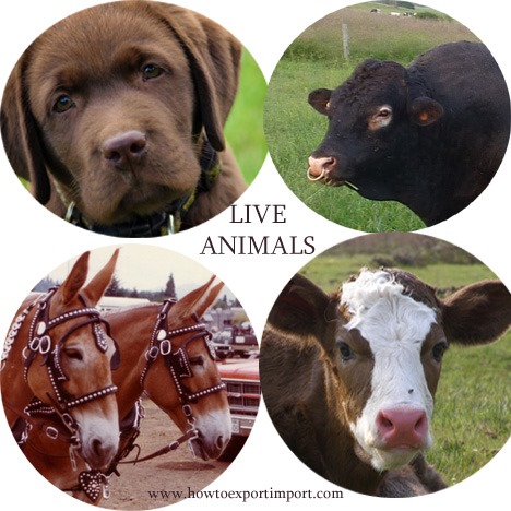 Documentation and procedures to import Live Animals